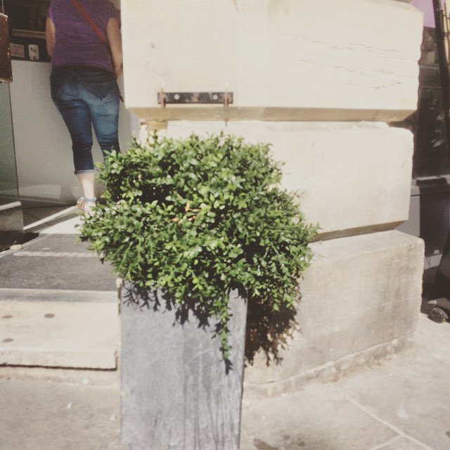Mortimer_scapes's tweet image. Even the fake plants are wilting in this heat! 😂 #hotsummer #realplantsarebetter #boxballs ift.tt/2MWAJDS