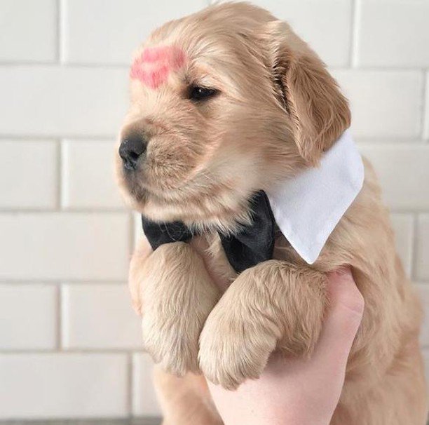 roverdotcom_it's tweet photo. Il fidanzato perfetto ❤️
.
.
Credit @jadeandhergoldens
.
.
.
#goldenretriever #golden #goldens #cani #cane #cucciolo #puppy #puppies #cuccioli #dogsofinsagram #adorable #animal #animals #cute #cutie #dog #doggy https://t.co/3VMmXMn2KZ https://t.co/1UixkTxHEg