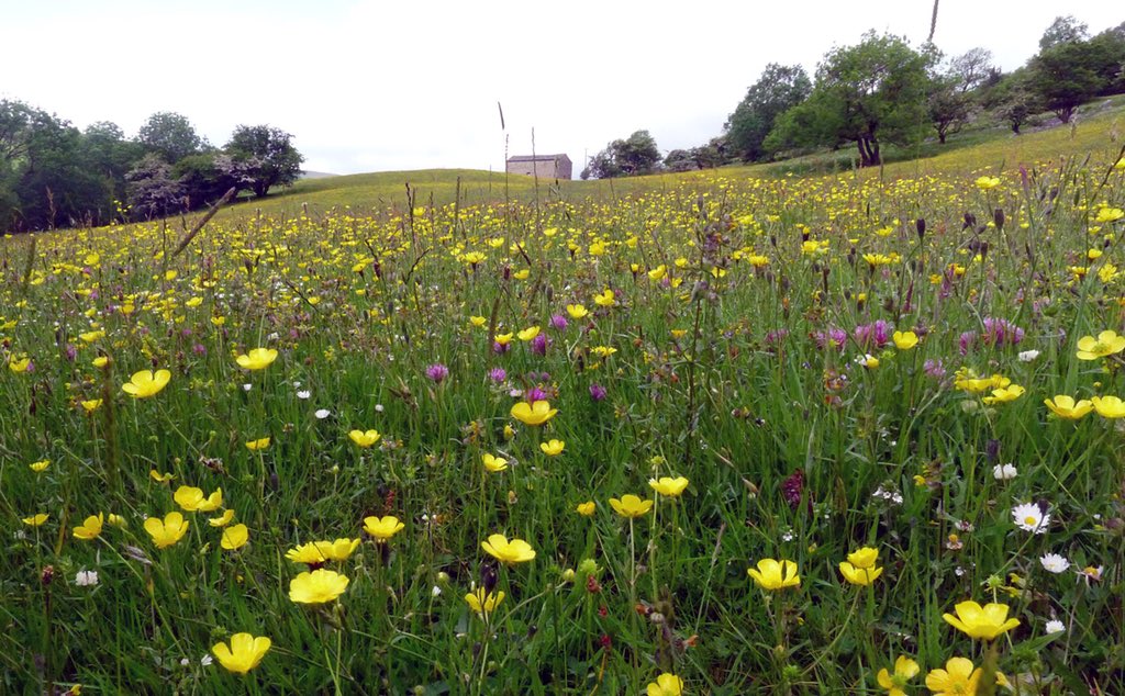 This #NationalMeadowsDay please spare a thought for the 97% we’ve lost in just 50 years...it was an honour for me to showcase their beauty recently via #BBCGardenersWorld &amp; <a href="/The_RHS/">The RHS</a> #RHSChatsworth bbc.co.uk/programmes/p06…