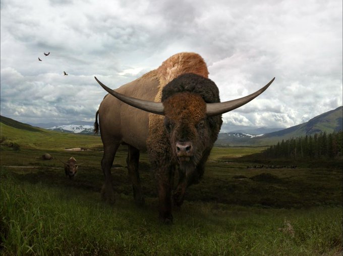 バッフロンのtwitterイラスト検索結果 古い順