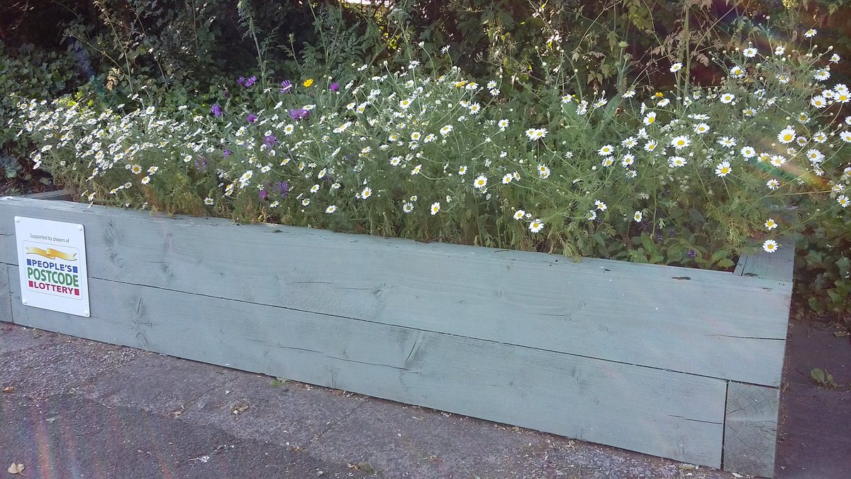 HOWInBloomers's tweet image. Happy #NationalMeadowsDay!

Our mini meadow of @GrowWildUK seeds. Creating wildflower bloom on former bus stop base.
@HalesowenBloom @plocaltrust @PostcodeLottery