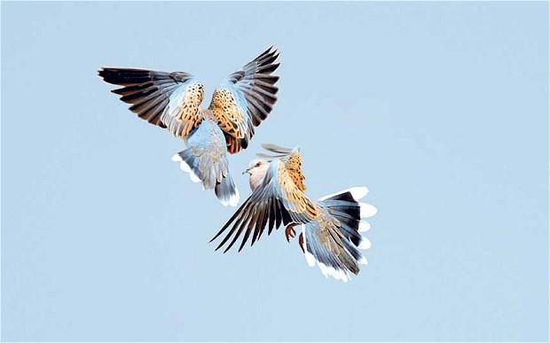 конкуренты голубей. конкуренты голубей. конкуренты голубей. конкуренты голубей. коричневый голубь.