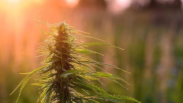 CatoInstitute's tweet image. States that have legalized marijuana for medicinal use have seen a dramatic decrease in opioid use &amp;amp; overdose rates. j.mp/2EVVyMW