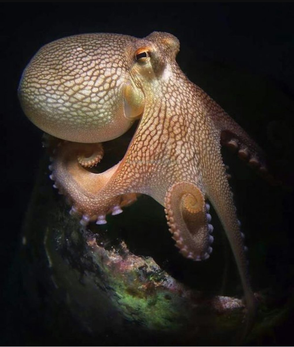 Головоногие голова. Головоногие моллюски осьминог. Длиннощупальцевый Спрут. Октопус осьминог. Октопус Октопус.