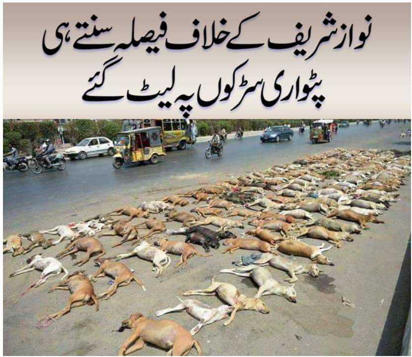 pticheetas's tweet photo. @MaryamNSharif  https://t.co/o6GmYvFnL3