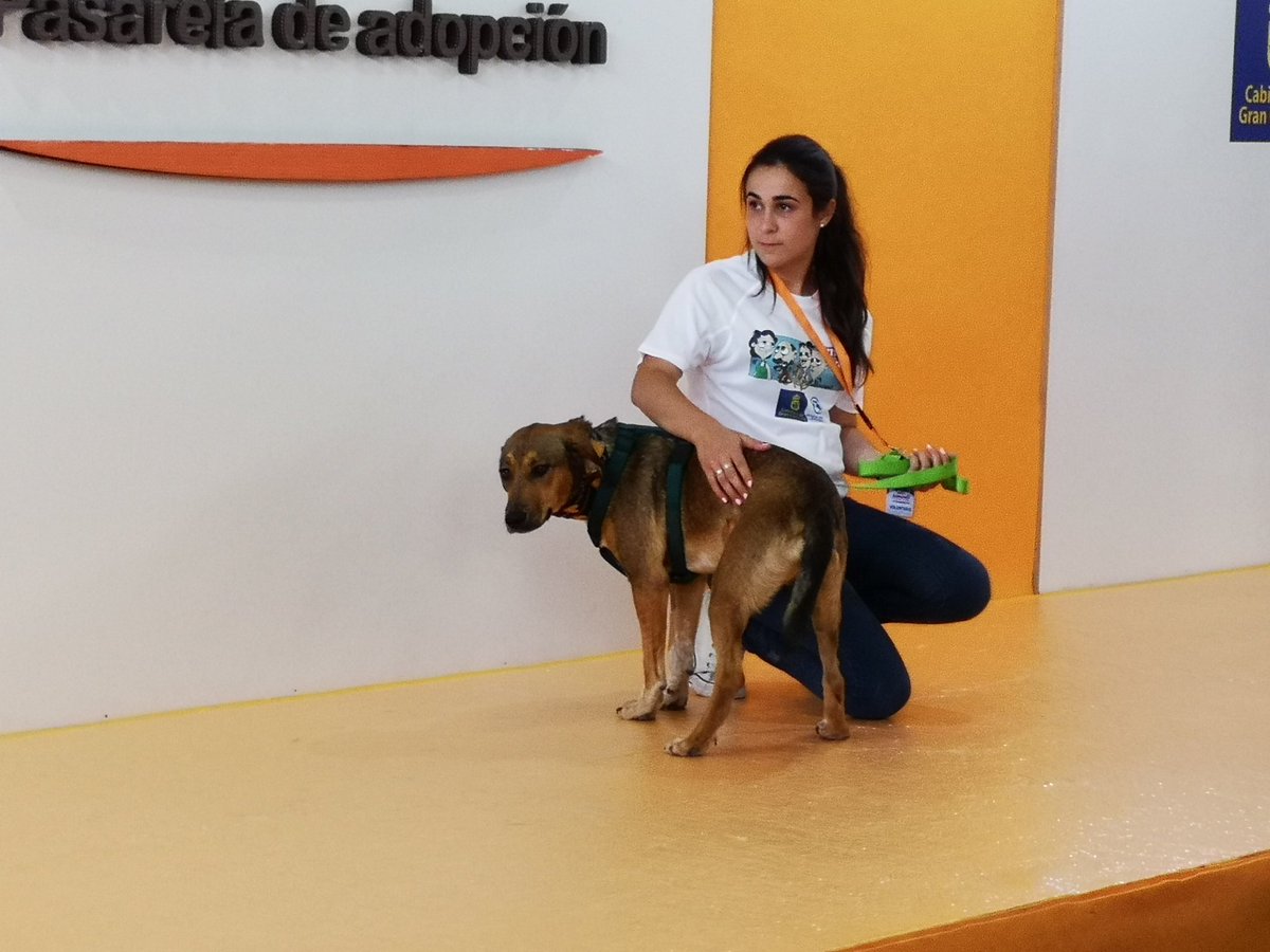 GranCanariaCab's tweet image. #Animundo Se celebra la segunda pasarela de adopciones de la jornada.

A las 17.00 horas será la siguiente.

Te espera tu nuevo mejor amigo.