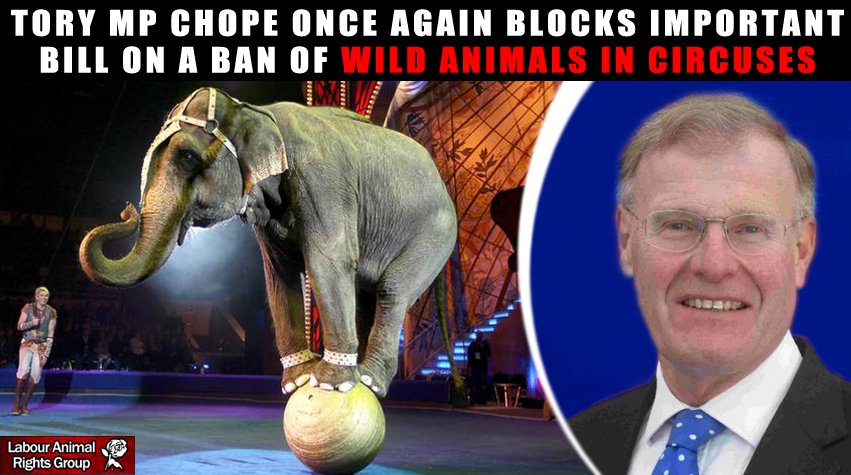 LabourAnimalRG's tweet photo. Serial bill blocker Chris Chope MP who blocked bills on #Upskirting and #Finnslaw is at it again!
He has once again blocked a bill to ban wild animals in circuses!
RETWEET if you agree it is time his constituents got rid of him. #GiveChopeTheChop https://t.co/F2UvW48rHR