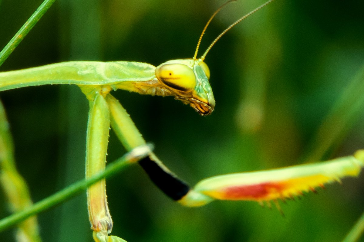 Matías Ferrando tweet media