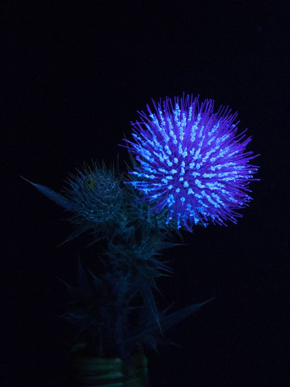 ちむら Ar Twitter 紫外線で見たアザミの花 短波紫外線で撮影しています 我が家のカメラが古いので今一つの画像ですが皆さんも撮影してみませんか 画像や撮影方法は下記で 虫が視る花 虫の目 植物図鑑 T Co Pwfga2grdx T Co Ajwqaxerzc Twitter