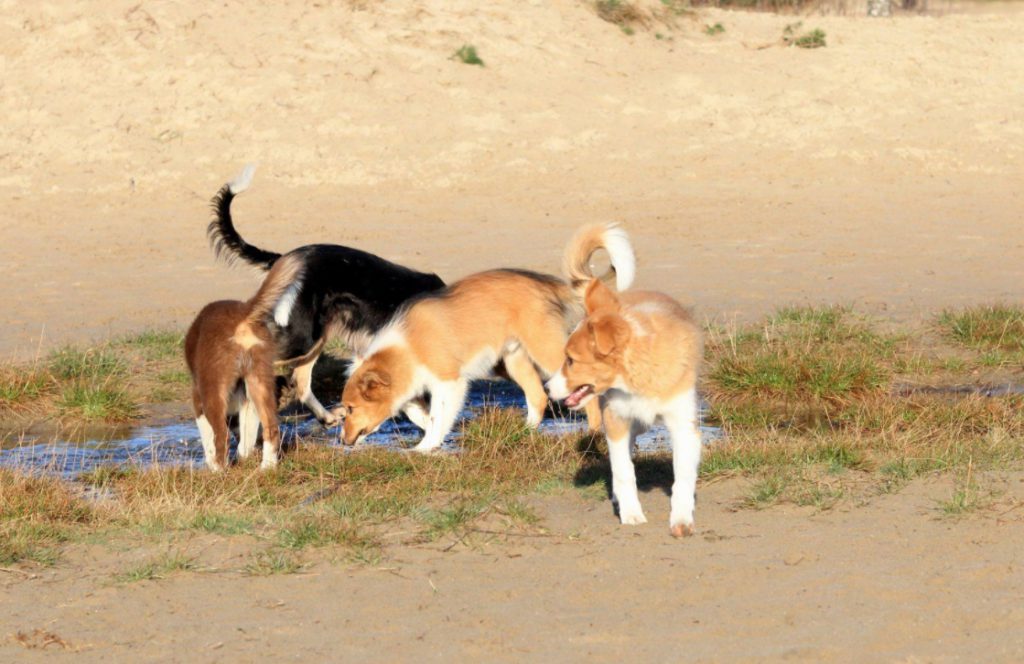 New post (Misunderstandings in the first year of a puppy) has been published on Cheaply Pet Supplies - is.gd/fqV9Dt