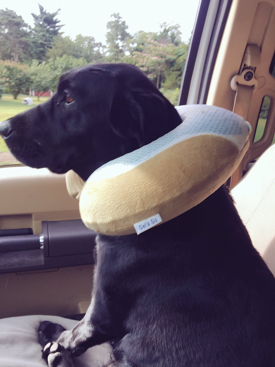 JamminJames3's tweet photo. When life is just too damn bumpy 🤷🏼♂️ #camdog #SaturdayMorning #doitfordale #your#minesbetter https://t.co/rmSkjkGirS