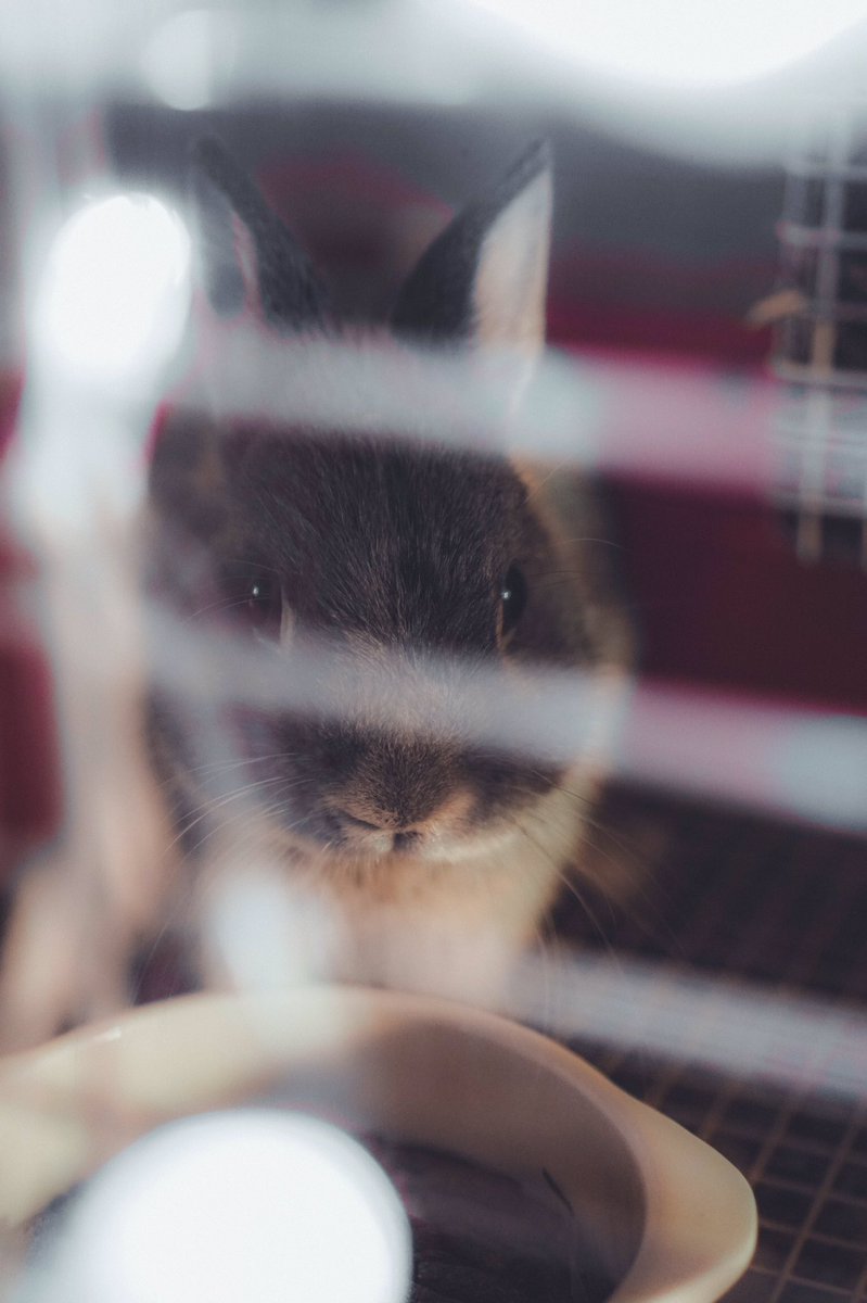azrimazran's tweet photo. This is what happens when you’re home alone with your #bunny. So photogenic blue! Work it! https://t.co/vraxuCtXot