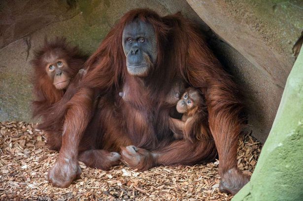 orangulandtrust tweet picture