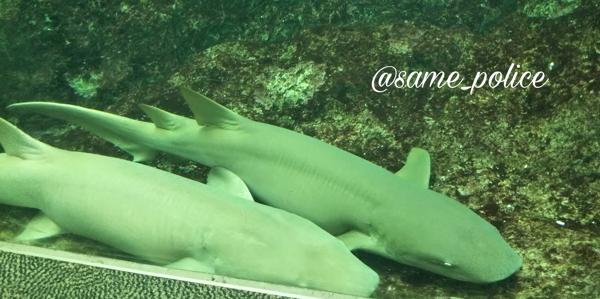 水族館のサメbot オオテンジクザメ 鴨川シーワールド 千葉県 18 7 7 テンジクザメ目コモリザメ科オオテンジクザメ属 T Co Oquyougpwf Twitter