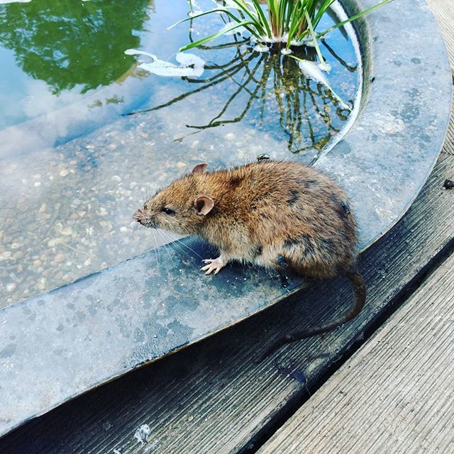 Johnboymg's tweet photo. Ratti
#rat #ratte #ratten #animal #animals https://t.co/H9gZXAjKd2 https://t.co/FXIZasS4t2