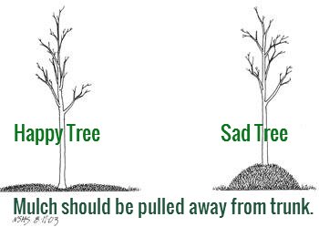 MLeavesForever's tweet photo. #Mulch is key to retaining moisture and reducing weed competition for young trees. Find out how, when and how much to mulch, and what materials to use on our website:
https://t.co/aHKnk3jqcE #treecare #wateringtrees #nativemaples #mapletrees https://t.co/3YXm5A39Jr