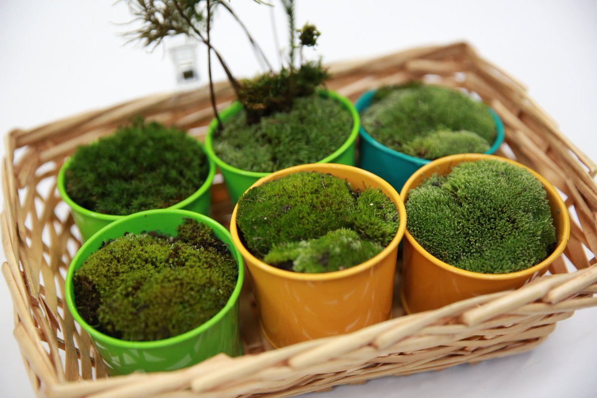 Talk About トークアバウト 苔日光 さん ありがとうございます T Co Zdwdzyg5xx Talk About トークアバウト 苔日光 さん ありがとうございます T Co Zdwdzyg5xx