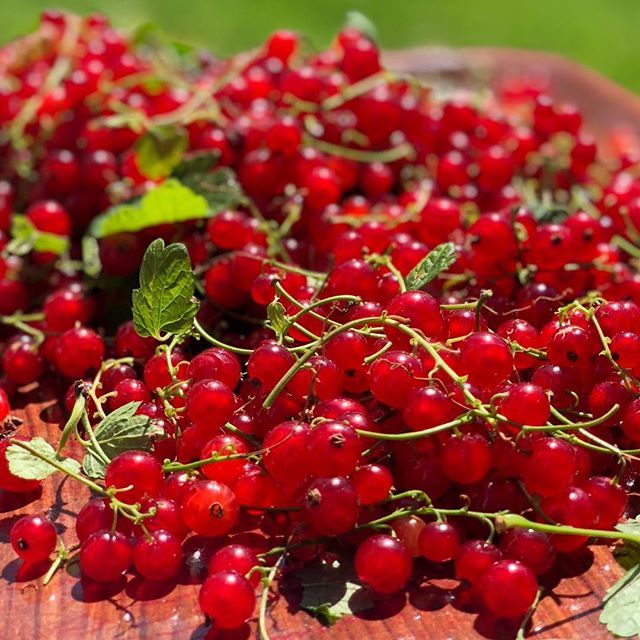 naesheim's tweet photo. Summer 🌞 #nofilter #redcurrant .
.
.
.
#summerberry #f52red #berries #summer # garden #vegan#takeiteasy #hagebær#ripsbær#rips #iphonex #camera #norge#stavanger#sol#peergyntsvei #sol#lørdag#stavanger https://t.co/f5BsjsglP8