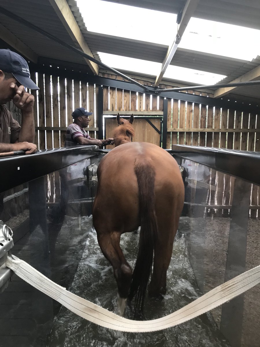 fayester79's tweet photo. Fantastic afternoon spent @AnnDuffieldnews racing yard yesterday. The boys made full use of the fantastic facilities including the water treadmill and vibroplate #spoiltponies #rehab #teamtumeric #gainingtheadvantage https://t.co/x6ywGtMnWh