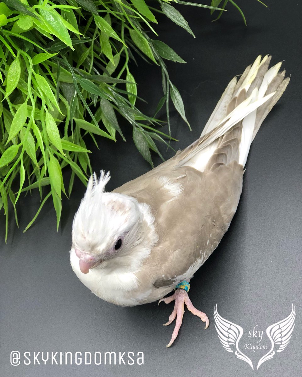 النوع : كروان هولندي كريمي مميز غر 
العمر : شهر واسبوعين تقريبآ 
صحه ونظافه من إنتاج محميه مملكه السماء 
السعر : 450ريال 
الموقع:الرياض 
#طيور #طيور_للبيع #طيور_زينه #طيور_الرياض #كنيور #ببغاء #ببغاوات #ببغاء_للبيع #ببغاء_أليف #محمية #محمية_طيور #محمية_مملكة_السماء