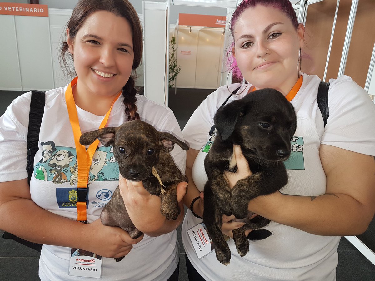 miguel_rsosa's tweet image. Esta tarde podrás adoptar preciosos cachorritos en Infecar.
#ANIMUNDO #adoptanocompres
#Adopta #AdoptaConResponsabilidadGC