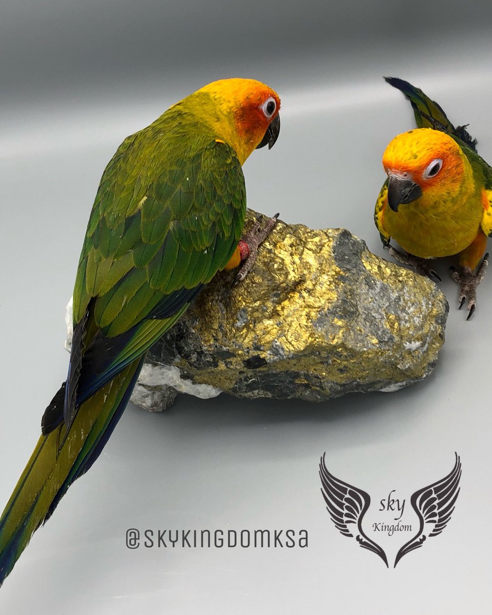 النوع : صن كنيور غر 
العمر : شهرين و نصف 
صحه ونظافه من إنتاج محميه مملكه السماء 
السعر : 1800ريال 
الموقع:الرياض 
#طيور #طيور_للبيع #طيور_زينه #طيور_الرياض #كنيور #ببغاء #ببغاوات #ببغاء_للبيع #ببغاء_أليف #محمية #محمية_طيور #محمية_مملكة_السماء