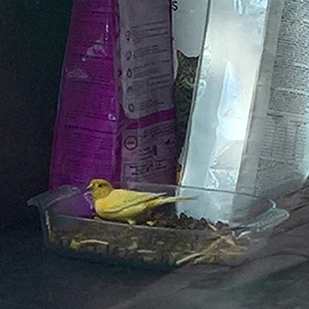 WouterAvet's tweet photo. Daarnet eigenhandig een #indringer gepakt πͺ !
Die was de kattenkorrels aan het pikken !
Een #kanarie met stalen kloten ...
Voila
Vanavond π΄ eten op de plank. https://t.co/XjOSWCOeBG