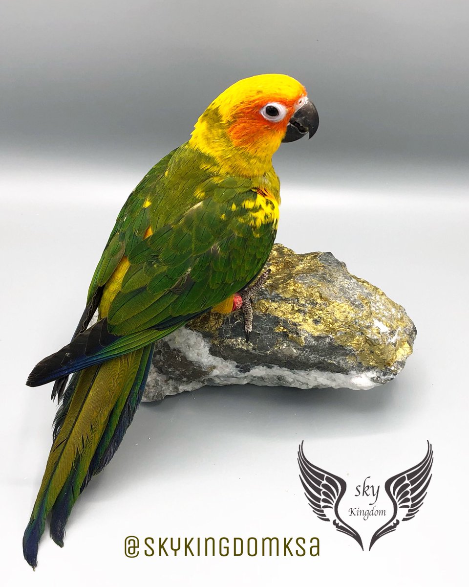 النوع : صن كنيور غر 
العمر : شهرين و نصف 
صحه ونظافه من إنتاج محميه مملكه السماء 
السعر : 1800ريال 
الموقع:الرياض 
#طيور #طيور_للبيع #طيور_زينه #طيور_الرياض #كنيور #ببغاء #ببغاوات #ببغاء_للبيع #ببغاء_أليف #محمية #محمية_طيور #محمية_مملكة_السماء