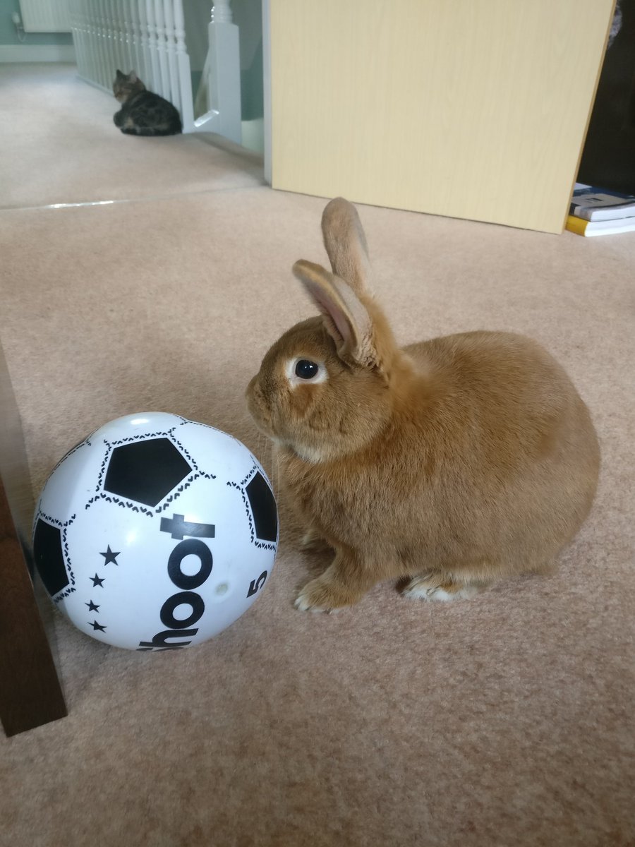 Lillythegiant's tweet photo. 🎶It's coming home, it's coming home! Football's coming home 🎶 https://t.co/1UFtZq328m