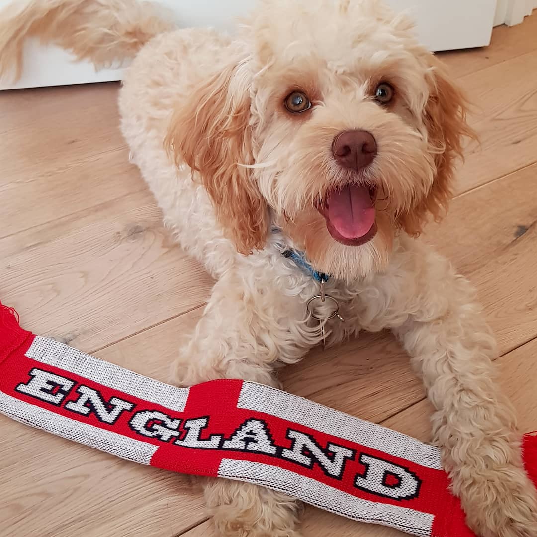 @cooper_miniwoofie cheering England on #FootballsComingHome #WorldCup