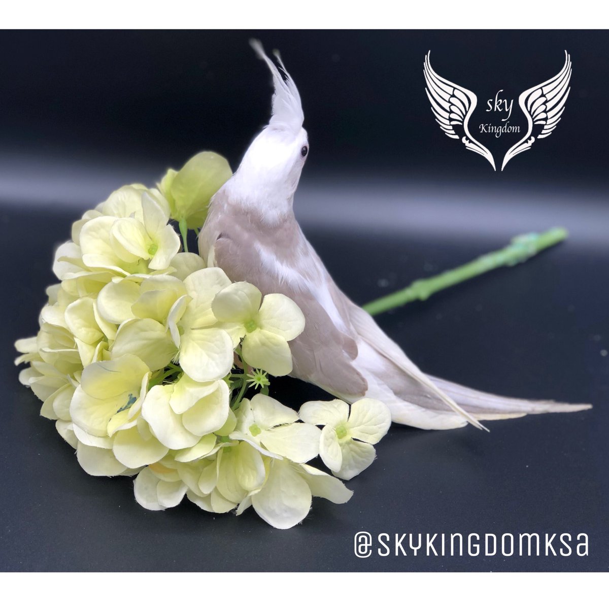 النوع : كروان هولندي كريمي مميز غر 
العمر : شهر واسبوعين تقريبآ 
صحه ونظافه من إنتاج محميه مملكه السماء 
السعر : 450ريال 
الموقع:الرياض 
#طيور #طيور_للبيع #طيور_زينه #طيور_الرياض #كنيور #ببغاء #ببغاوات #ببغاء_للبيع #ببغاء_أليف #محمية #محمية_طيور #محمية_مملكة_السماء