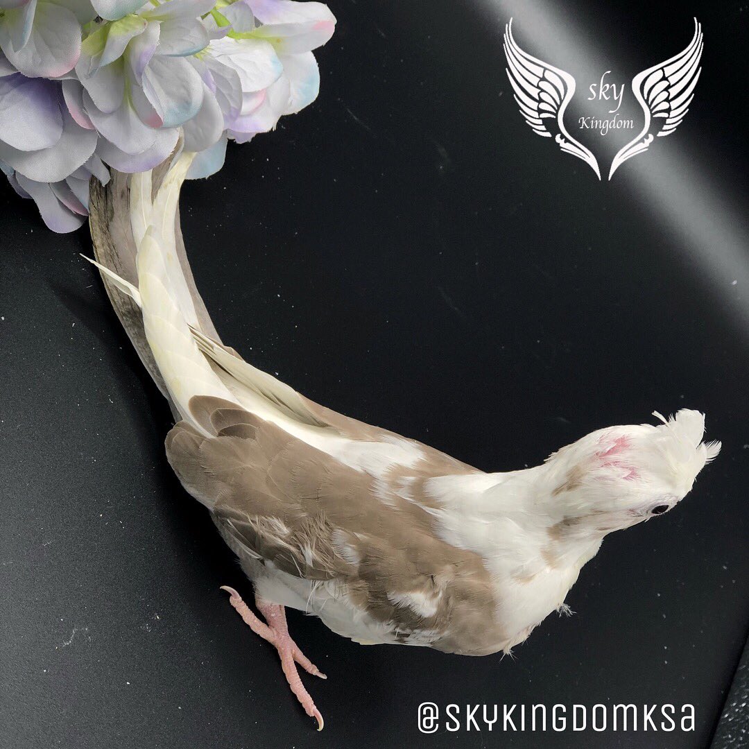 النوع : كروان هولندي كريمي مميز غر 
العمر : شهر واسبوعين تقريبآ 
صحه ونظافه من إنتاج محميه مملكه السماء 
السعر : 450ريال 
الموقع:الرياض 
#طيور #طيور_للبيع #طيور_زينه #طيور_الرياض #كنيور #ببغاء #ببغاوات #ببغاء_للبيع #ببغاء_أليف #محمية #محمية_طيور #محمية_مملكة_السماء