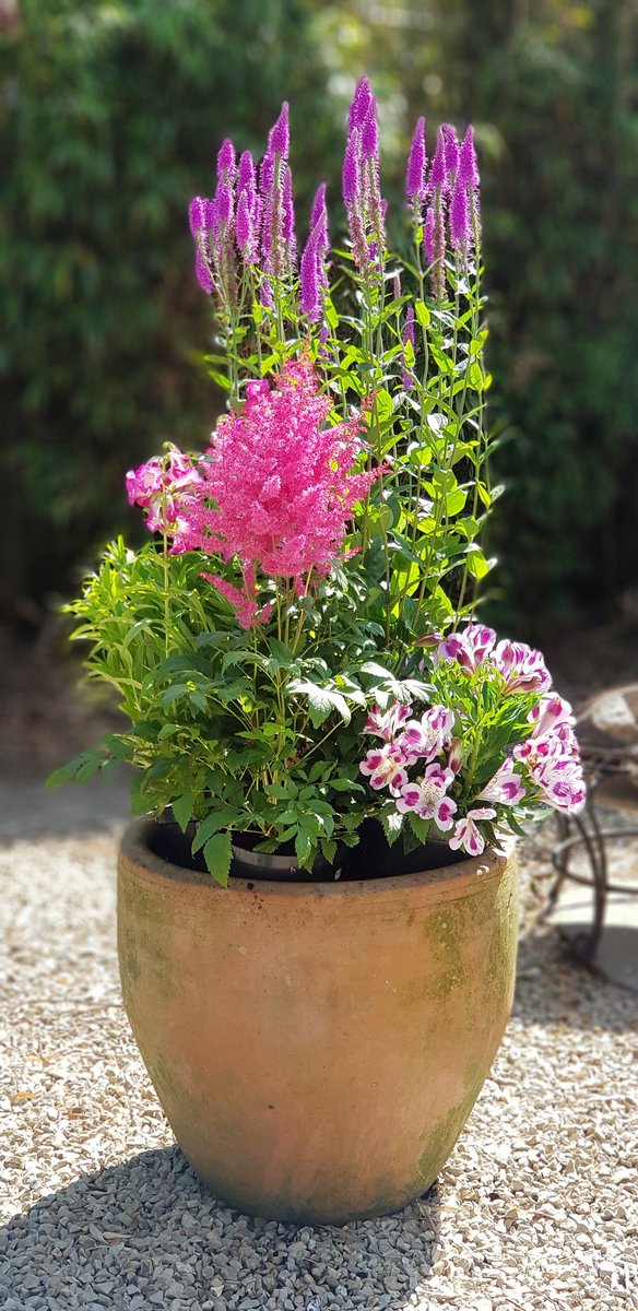 guyfagan's tweet photo. Loving our pot of #plants from #Avoca #Kilmacanogue 😁. Thanks for the advice from the wonderful #garden team! @avocaireland @avrilfagan1 https://t.co/skxAqVphqL