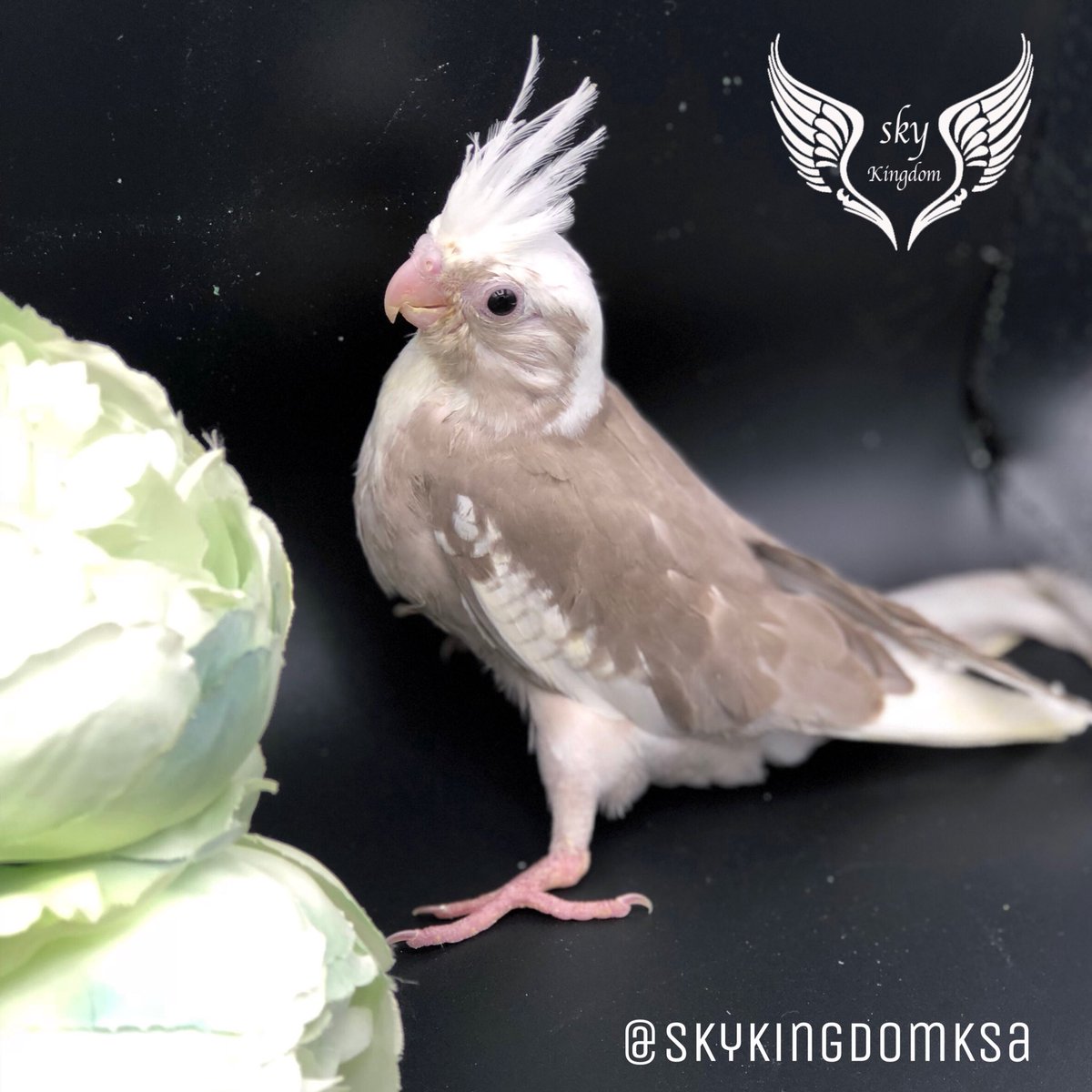 النوع : كروان هولندي كريمي مميز غر 
العمر : شهر واسبوعين  تقريبآ 
صحه ونظافه من إنتاج محميه مملكه السماء 
السعر : 450ريال 
الموقع:الرياض
 
#طيور #طيور_للبيع #طيور_زينه #طيور_الرياض #كنيور #ببغاء #ببغاوات #ببغاء_للبيع #ببغاء_أليف #محمية #محمية_طيور #محمية_مملكة_السماء