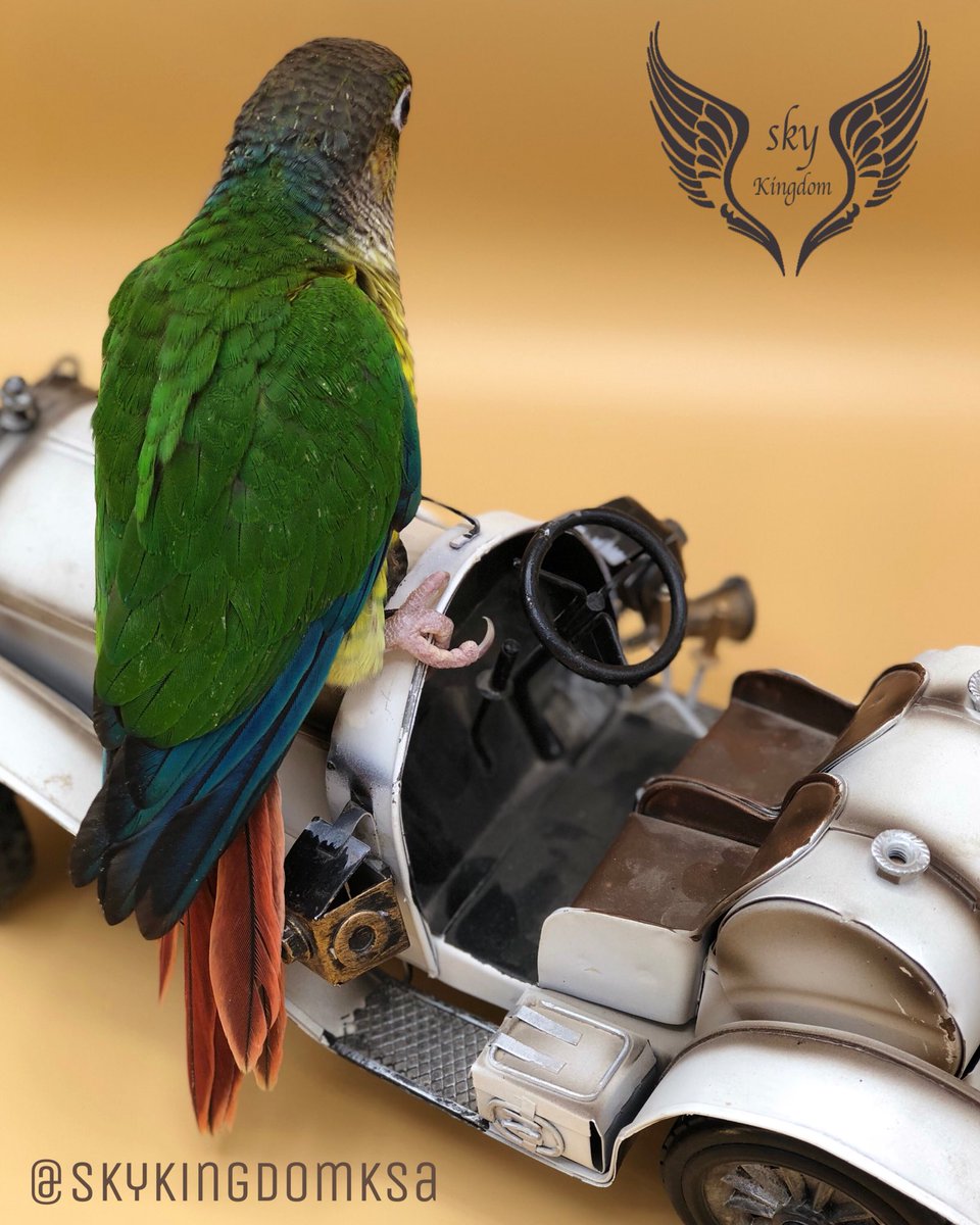 النوع : كنيور يلوسايد صبغه صدر واضحه غر 
العمر : شهر واسبوع تقريبآ 
صحه ونظافه من إنتاج محميه مملكه السماء 
السعر : 900ريال 
الموقع:الرياض

#طيور #طيور_للبيع #طيور_زينه #طيور_الرياض #كنيور #ببغاء #ببغاوات #ببغاء_للبيع #ببغاء_أليف #محمية #محمية_طيور #محمية_مملكة_السماء