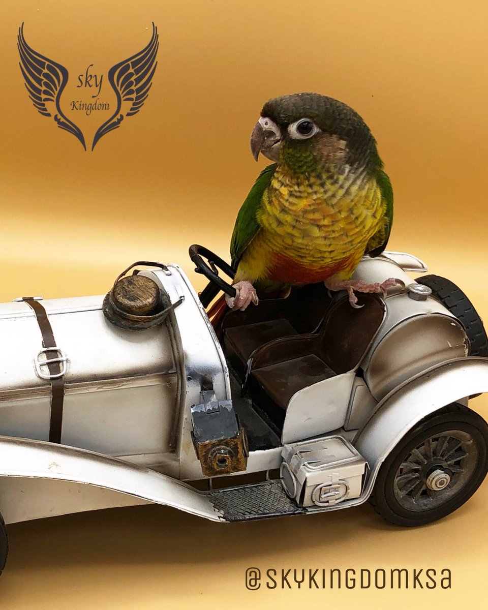 النوع : كنيور يلوسايد صبغه صدر واضحه غر 
العمر : شهر واسبوع تقريبآ 
صحه ونظافه من إنتاج محميه مملكه السماء 
السعر : 900ريال 
الموقع:الرياض

#طيور #طيور_للبيع #طيور_زينه #طيور_الرياض #كنيور #ببغاء #ببغاوات #ببغاء_للبيع #ببغاء_أليف #محمية #محمية_طيور #محمية_مملكة_السماء