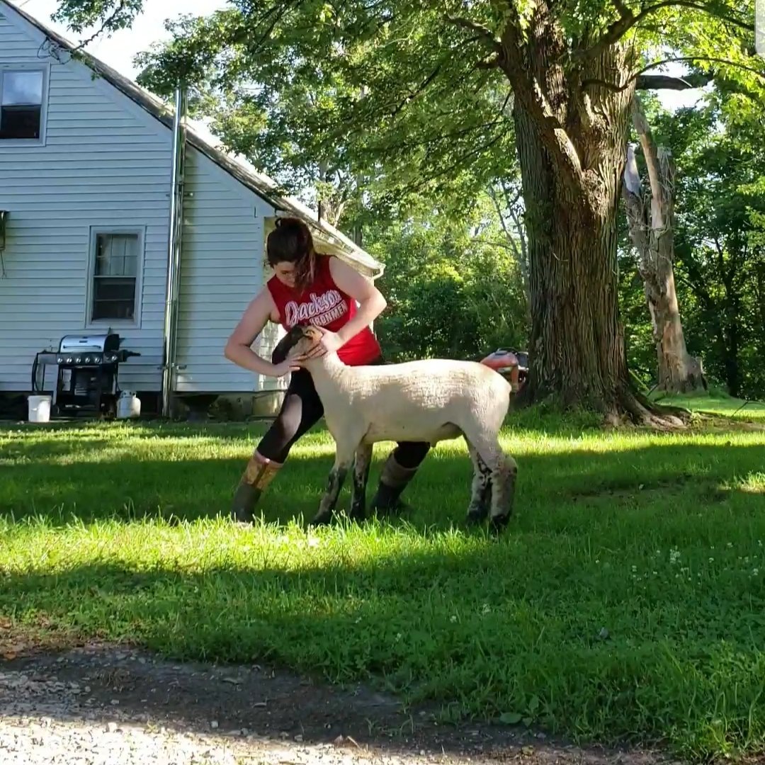 annalee_annie's tweet image. These boys are doing pretty good. #4H #Ohio4H #FFA #OhioFFA #showlambs #marketlambs