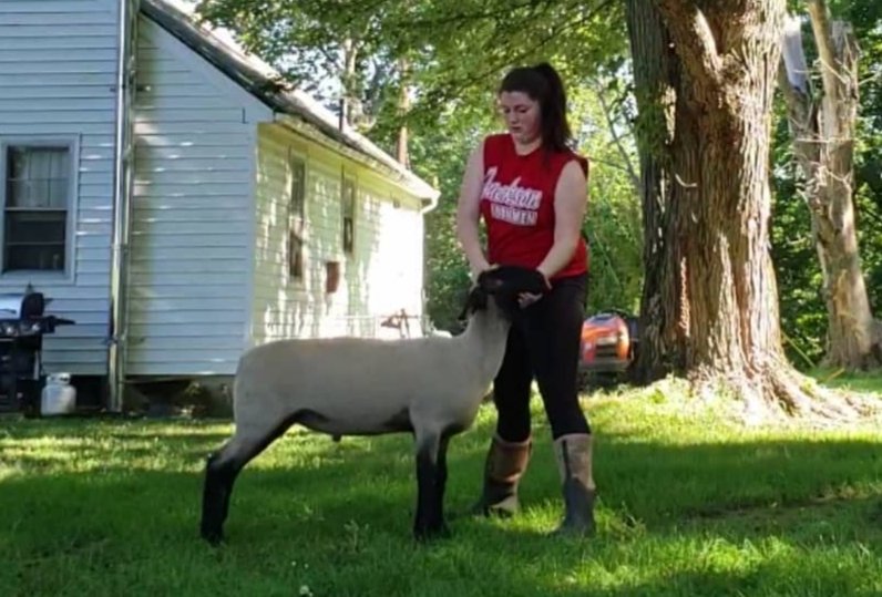 annalee_annie's tweet image. These boys are doing pretty good. #4H #Ohio4H #FFA #OhioFFA #showlambs #marketlambs