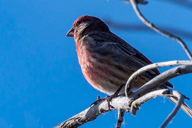 House finch contemplating the meaning of life. Or the location of worms. .
.
.
.
#nature #naturephotography #bird #birds_captures #bird_brilliance #birds_n_branches #my_best_birds #bestbirdshots #best_birds_of_ig #finch #finches #instaworld #instabeauty … ift.tt/2ueE615