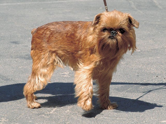 スターウォーズ チューバッカのモデルの犬がかわいい 元ネタと毛並みを比較 特撮ヒーロー アニメ情報局