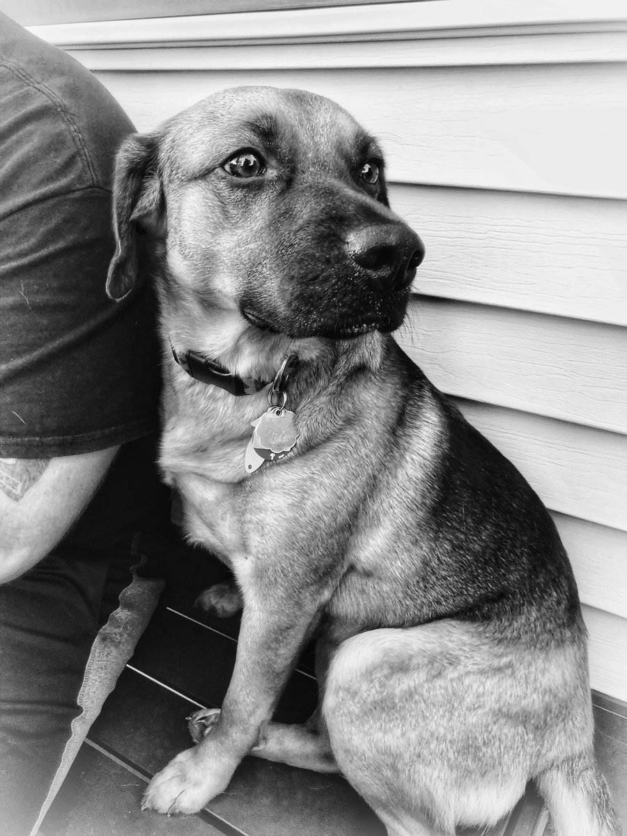 DaNinki16's tweet photo. I mean... 😍😍😍
#beagleman #majesticaf #rescuedog #AdoptDontShop https://t.co/JS2znPAjh7