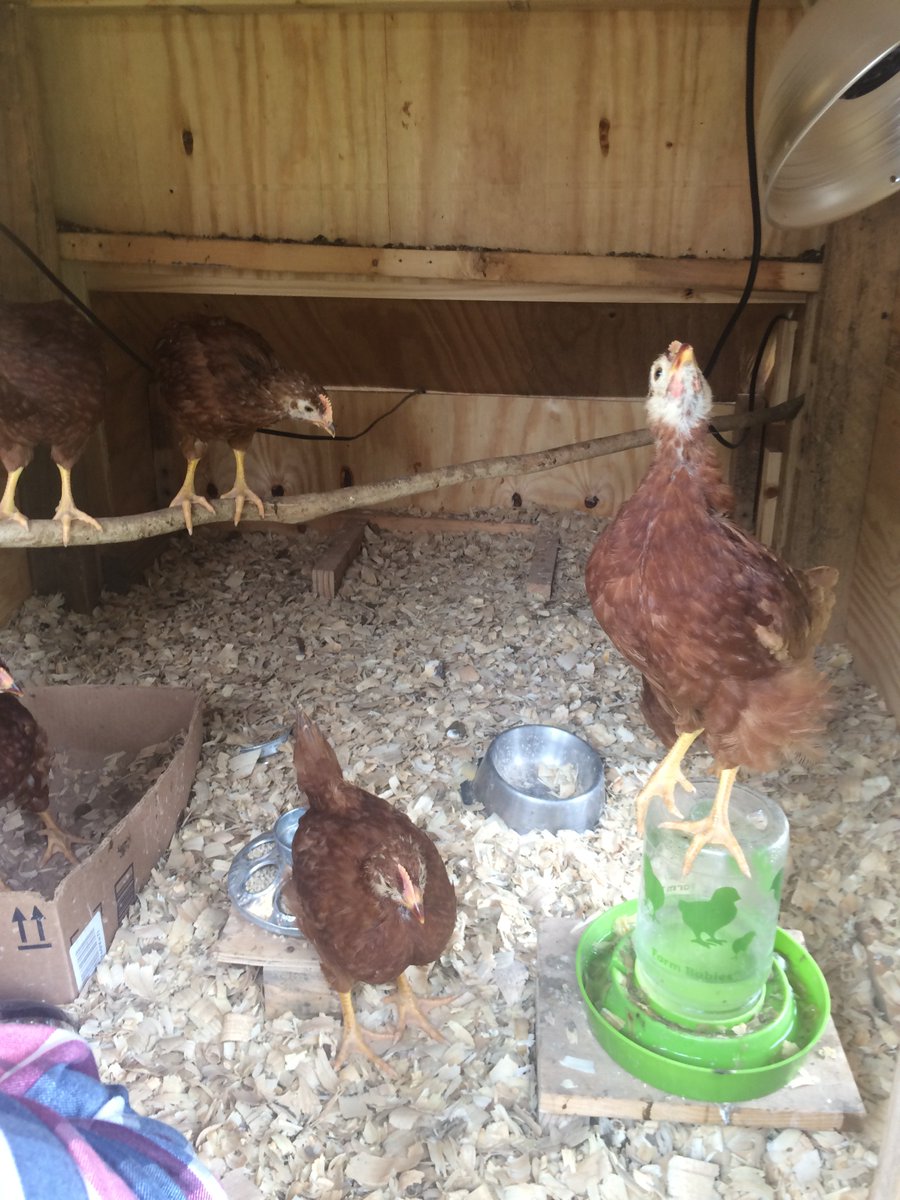 myopengates's tweet photo. Urban farming with backyard chickens and garden vegetables. There's nothing like organic chicken and organic eggs. #chickens #organic #urbanfarming 

https://t.co/dtx9Q4JamN https://t.co/pzgZPA9tv3