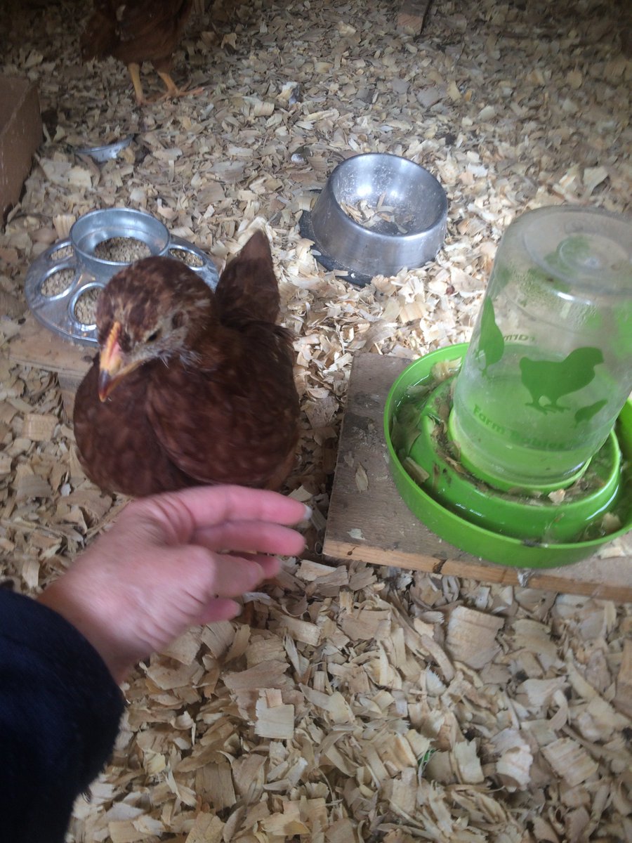 myopengates's tweet photo. Urban farming with backyard chickens and garden vegetables. There's nothing like organic chicken and organic eggs. #chickens #organic #urbanfarming 

https://t.co/dtx9Q4JamN https://t.co/pzgZPA9tv3