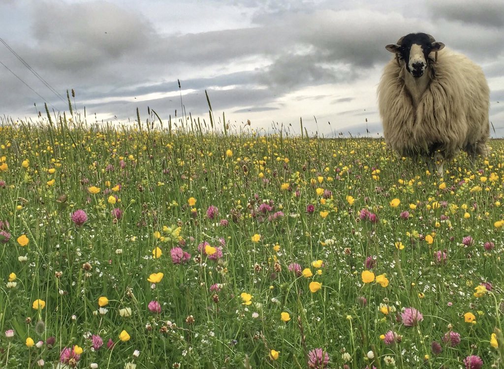 Alison O’Neill ~ Shepherdess tweet media