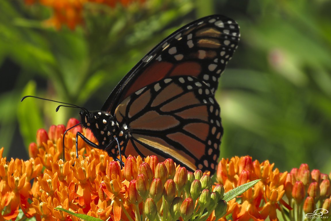 Oh, hi, Monarch. #NativeGardening #PlantNativePlants #SaveTheMonarch