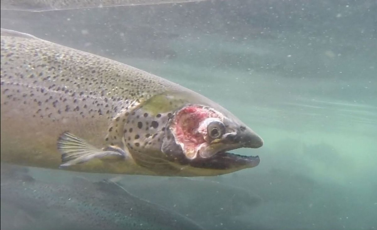 letfishlive's tweet image. A #salmon in an open net #fish farm in British Columbia suffers from a contagious virus. It will spread to the wild population. #animalrights #wildlife