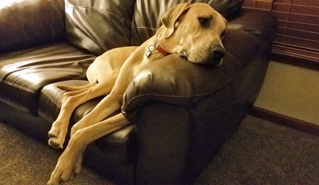 Reverend_Scott's tweet photo. people always ask "who's a good boy?" but never "how's my good boy?" https://t.co/ptn7iKQjSE