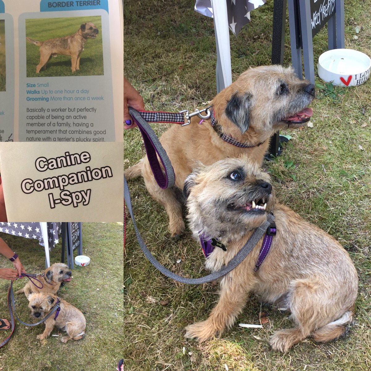 Hello to the amazing Ollie & Fizz who are our Border Terriers in our #caninecompanionispy 
#dogs #pooch #borderterrier #borderterriersofinstagram #borderterrierlove #dogsofinstagram #dogsofinsta #dogsofinstaworld