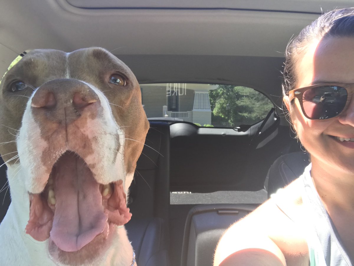 RushkaTcholakov's tweet photo. Riding shotgun with his mom, getting ready for some fun in the sun workout! #SunsOutDogsOut #DogsWorld https://t.co/ftfxyf9Nrl