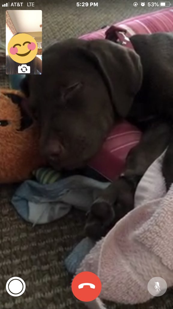 ellen_scanlan's tweet image. my mom keeps sending me pictures of our new puppy and honestly the next 20 days is going to take forever...